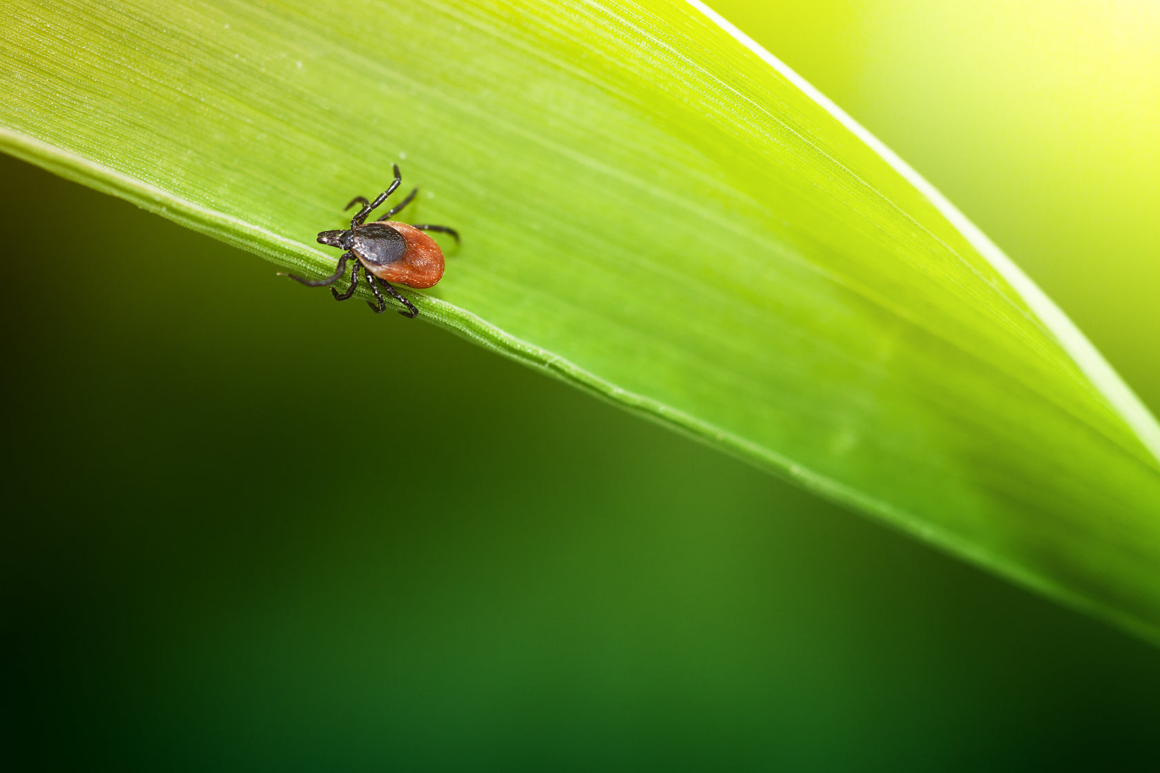 5 Ways To Avoid Ticks, Naturally. – YAYA Organics