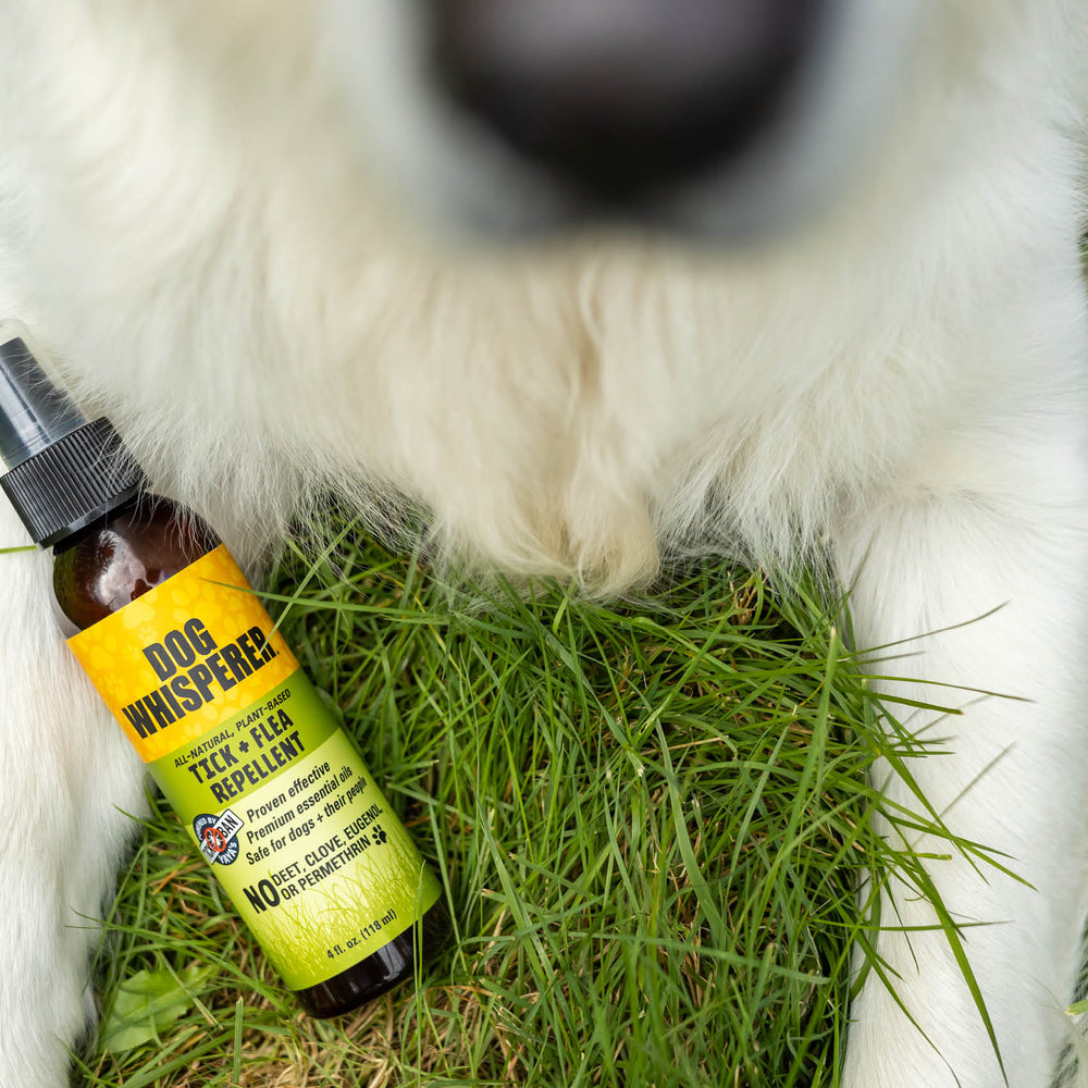 
                  
                    Dog Whisperer® Tick +Flea Natural Repellent Spray 4 oz
                  
                