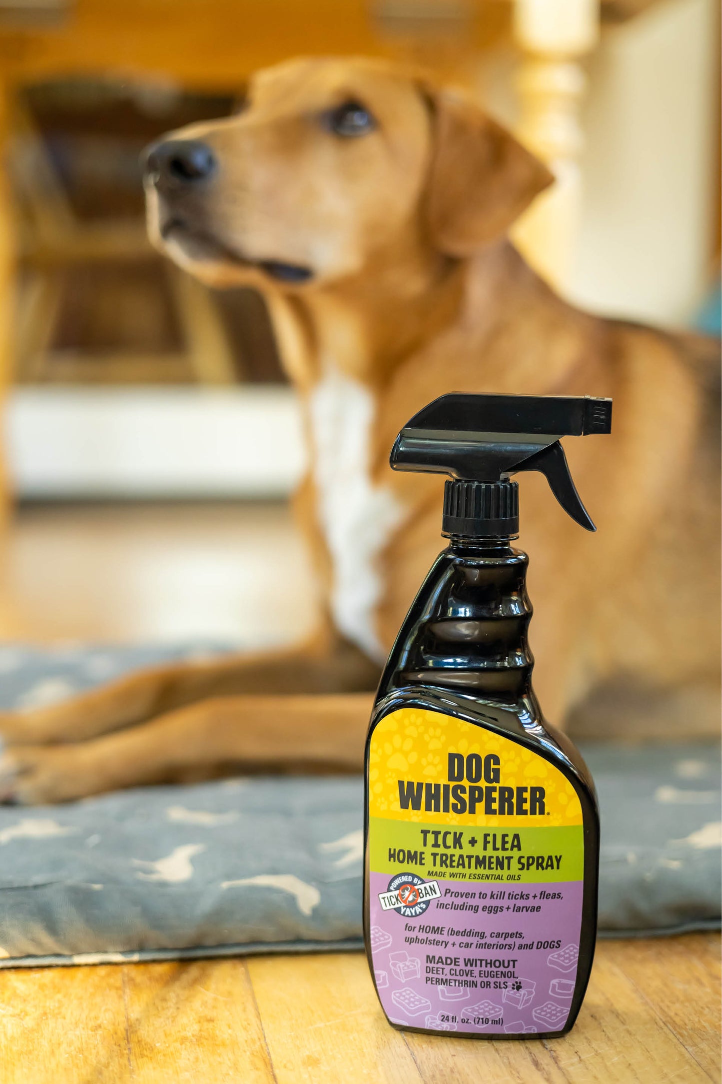 
                  
                    Dog Whisperer® Tick + Flea Home Treatment Spray 24oz
                  
                